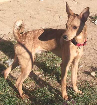 Bambi, buscar hogar. (Jaca)