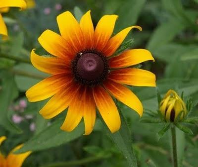 Rudbeckia - Rudbeckia hirta Rudbeckia - Rudbeckia hirta