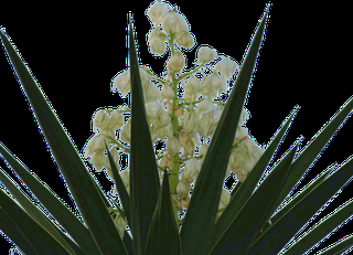 Flor Nacional de El Salvador, Flor de Izote