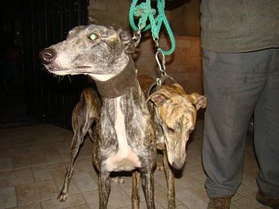 GALGAS BOLLULLOS- JOSE GALGUERO- MUY URGENTE!!!