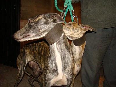 GALGAS BOLLULLOS- JOSE GALGUERO- MUY URGENTE!!!