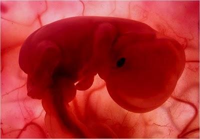 EN EL VIENTRE MATERNO EN EL VIENTRE MATERNO