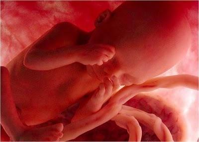 EN EL VIENTRE MATERNO EN EL VIENTRE MATERNO