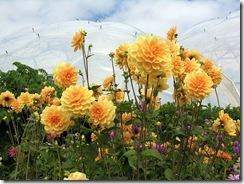 dalias dalias