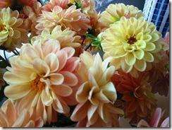 dalias2 dalias2