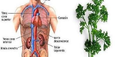 LAS BONDADES DEL PEREJIL