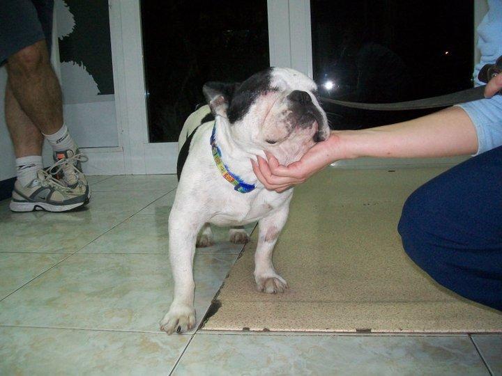 Historias de adoptados. Ares