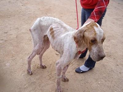 ARES ¿Que te han hecho? ¡Necesita acogida urgente!