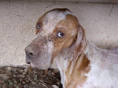 ARES ¿Que te han hecho? ¡Necesita acogida urgente!