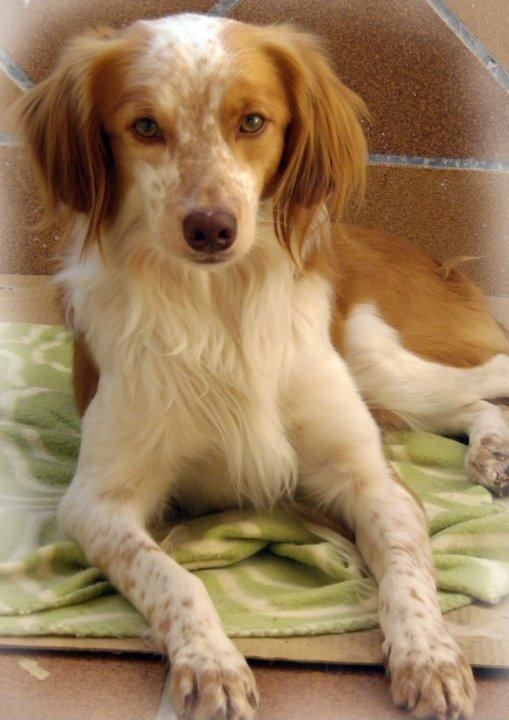 Palmones fue encontrado esqueleticamente deshorientado y cojo por las calles de Palmones (Cádiz)