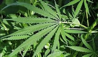 Un estudio muestra que el consumo médico de cannabis puede ser perjudicial