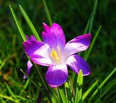 Afrodisiacos Naturales