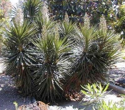 Yuca - Yucca aloifolia