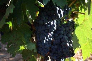 Tempranillo de La Rioja