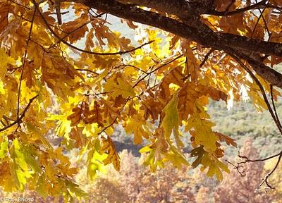 Otoño en la Sierra Norte de Guadalajara- Fco. Brioso