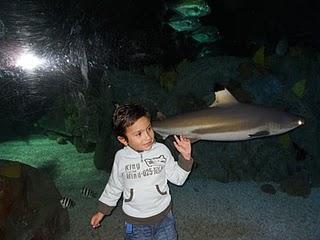 Visita a Sea Life