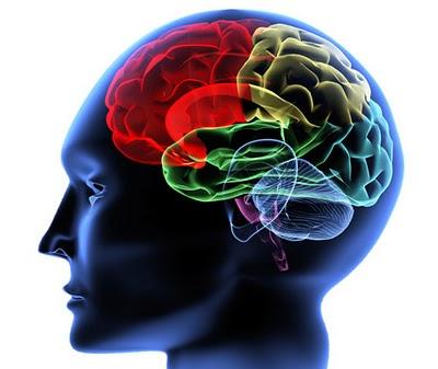 Guía para mantener en forma al cerebro