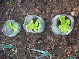 Trucos, Caracoles en el Jardín