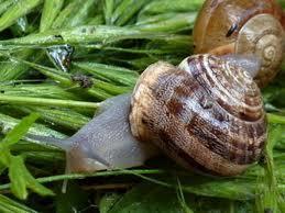 Trucos, Caracoles en el Jardín