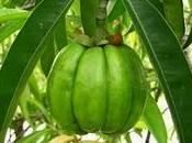 Propiedades Garcinia Cambogia