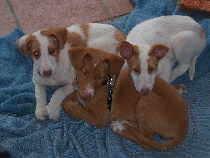 Estas tres cachorritas han sido encontradas viviendo al lado del cuerpo de su madre muerta en una gravera!!!