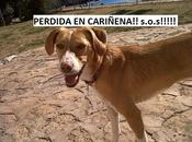 Perrita perdida, cariñena (zaragoza)