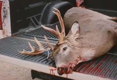 LOS CARTUCHOS DE LA ESTULTICIA APUNTAN HACIA EL ESCRITOR ANIMALISTA