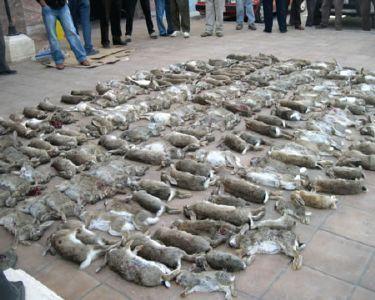 LOS CARTUCHOS DE LA ESTULTICIA APUNTAN HACIA EL ESCRITOR ANIMALISTA