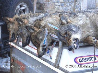 LOS CARTUCHOS DE LA ESTULTICIA APUNTAN HACIA EL ESCRITOR ANIMALISTA