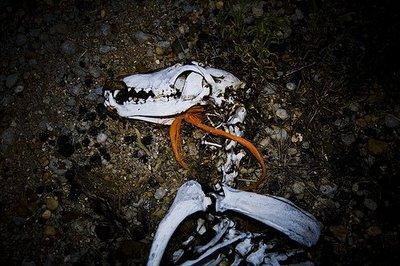 LOS CARTUCHOS DE LA ESTULTICIA APUNTAN HACIA EL ESCRITOR ANIMALISTA