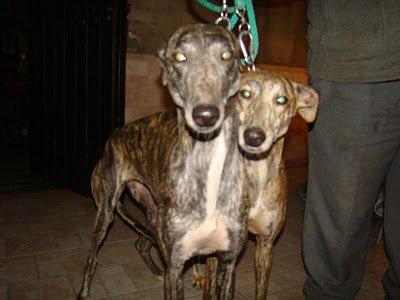 GALGAS BOLLULLOS, ya sabemos lo que va a hacer el galguero