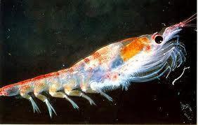 Propiedades del aceite de Krill