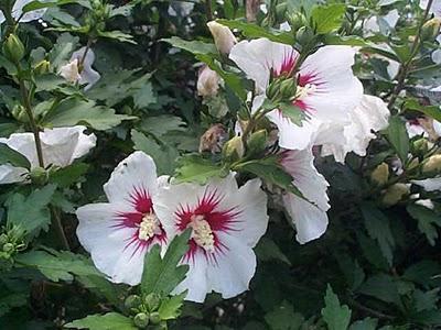 Rosa de Siria - Hibiscus syriacus