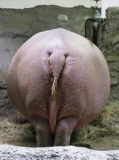 Cortejos bestiales Cortejos bestiales