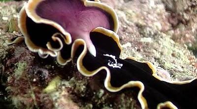 Cortejos bestiales Cortejos bestiales