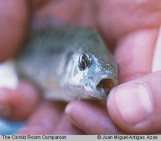 Cortejos bestiales Cortejos bestiales