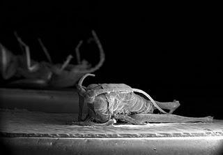 Michael Oliveri y el nanomundo. Michael Oliveri y el nanomundo.