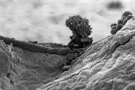 Michael Oliveri y el nanomundo. Michael Oliveri y el nanomundo.