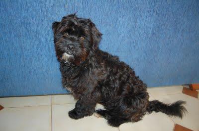 Golfo, guapísimo buscando hogar. (Sevilla)