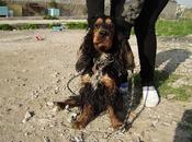 Cocker calle murcia adopcion acogida.