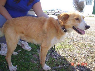 PIRATA. Abandonado y sin visión en un ojo. (Córdoba)