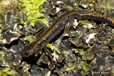 Salamandras rabilargas en la noche de Casu