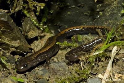 Salamandras rabilargas en la noche de Casu