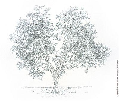 La plaza del azufaifo