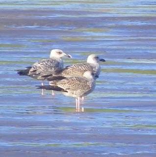 Goteo de migrantes en Bañugues
