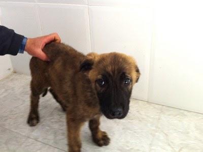 Buba, cachorro abandonado dos veces. (Córdoba)