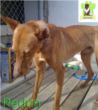 Podenco pedrín, lo dejaron atado para que muriese de hambre