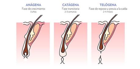 Ciclo de vida del cabello