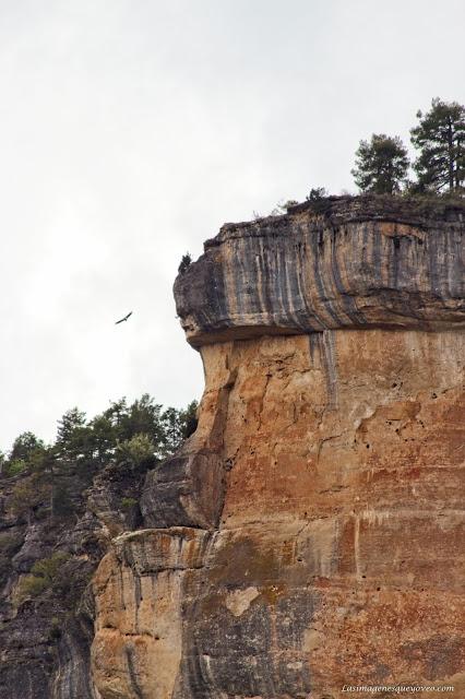 Parque Natural del Alto Tajo. Peralejos de las truchas, divisa los buitres sobrevolando los acantilados