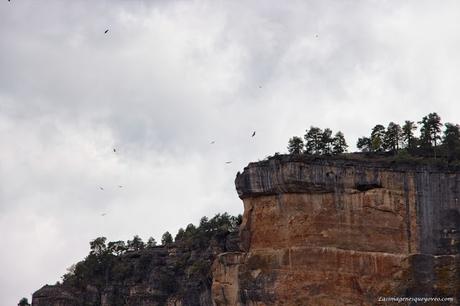 Parque Natural del Alto Tajo. Peralejos de las truchas, divisa los buitres sobrevolando los acantilados Parque Natural del Alto Tajo. Peralejos de las truchas, divisa los buitres sobrevolando los acantilados